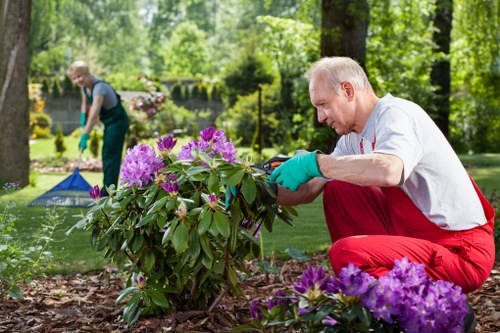 Tree removal and stump grinding service in Manor Park