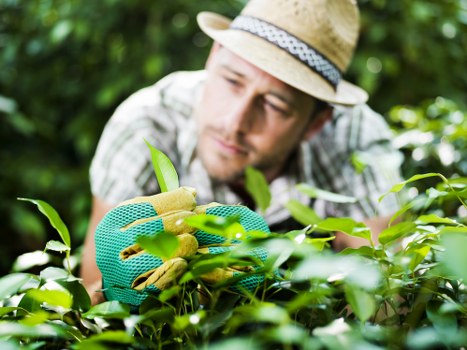 Professional garden maintenance tasks including weeding and pruning