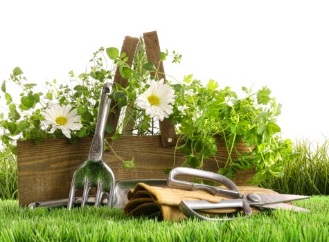 Seasonal hedge maintenance improving garden shape in Manor Park