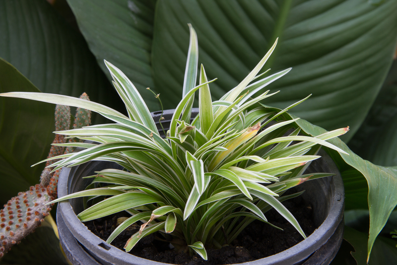 garden design hedge trimming