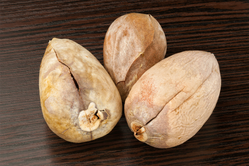 landscape design Garden